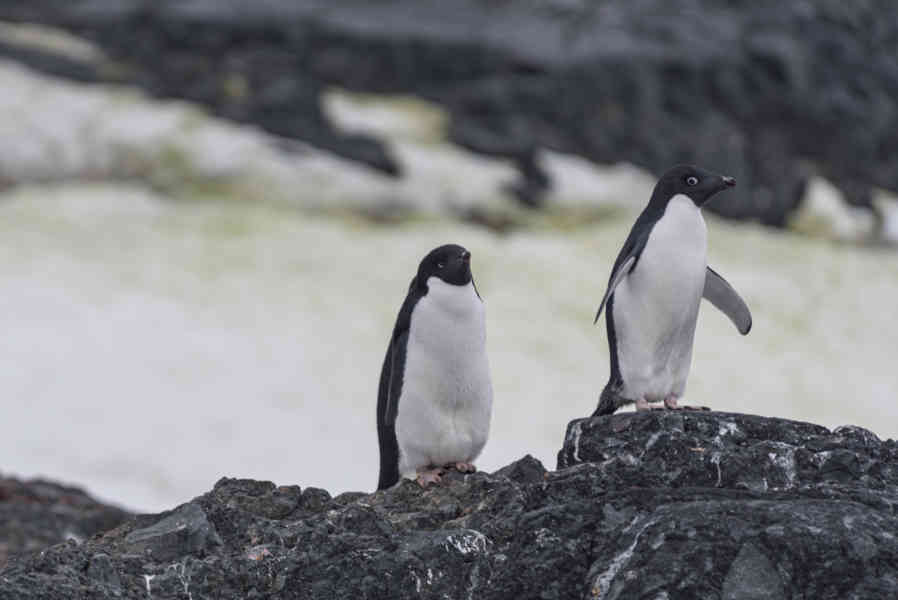 Pingüino Adelia - Antártida 05.jpg